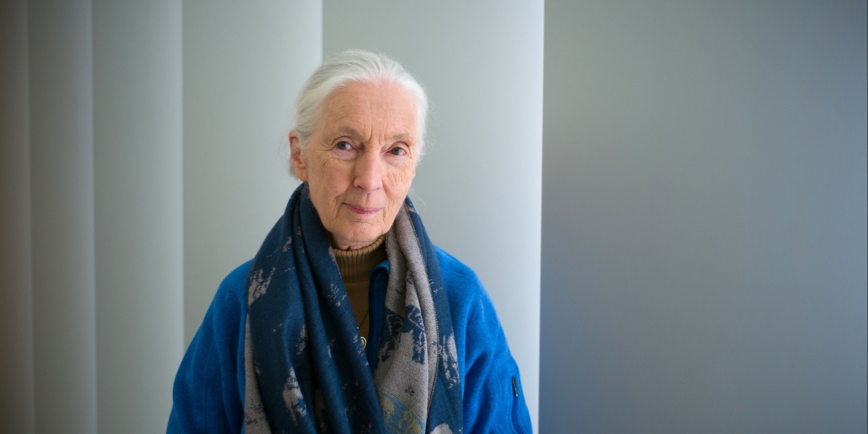 Dr. Jane Goodall Comes to the Kings Theatre Next Month  Image