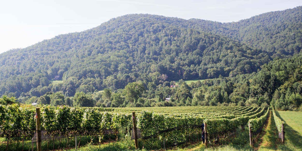 EARLY MOUNTAIN'S QUAKER RUN VINEYARD in Virginia-Exceptional Holiday Wines  Image