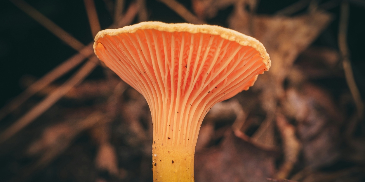 Feature: Celebrate Earth Day with Award-Wining Fantastic Fungi Film and Q&A with Director Photo