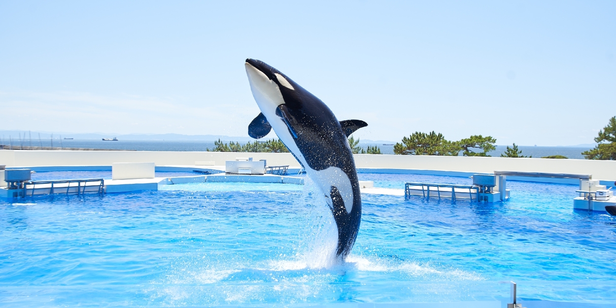 FEATURE: OPENED JUNE 1ST! DIVE INTO THE WONDERS OF KOBE SUMA SEA WORLD