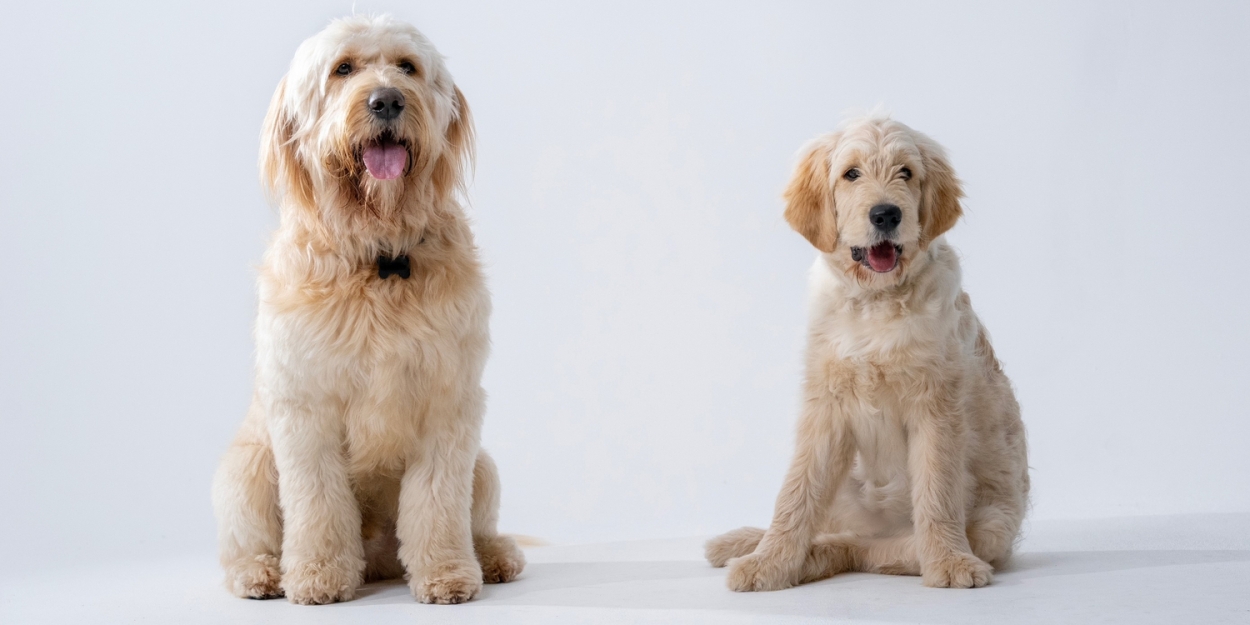 Canine Stars For ANNIE Announced As Tickets Go On Sale