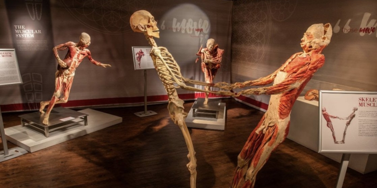 REAL BODIES: THE EXHIBITION to Open at Horseshoe Las Vegas  Image