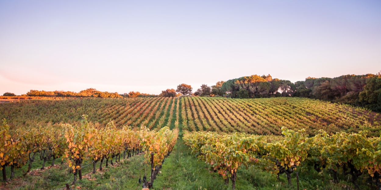 Rhône Valley Vineyards for Wonderful French Wines  Image