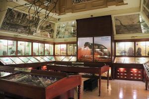 Warrington Museum Recognised By Arts Council For Excellent Standards 