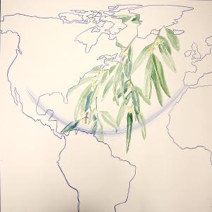 En Exposición Binacional Revisan La Vida Migrante De Las Plantas En El Museo De Arte De Ciudad Juárez Image