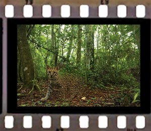 Romina Paula Gets Two English Language Premieres This Season, FAUNA & THE WHOLE OF TIME Image
