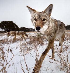 National Geographic And TOArts Present Filipe DeAndrade, Wildlife Filmmaker Image