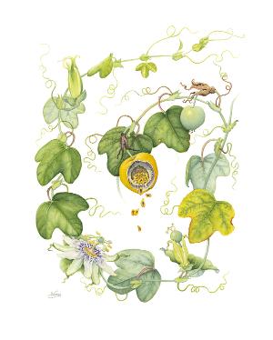 Pompano Beach Arts Presents FRUITION, An Exhibition Focused On Florida's Native Plants Image