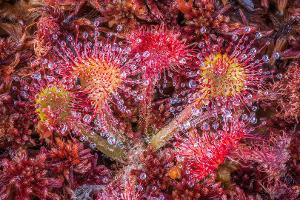 Palm Beach Photographic Centre To Exhibit LIGHT WAVES By Nature Photographer Craig Blacklock Image