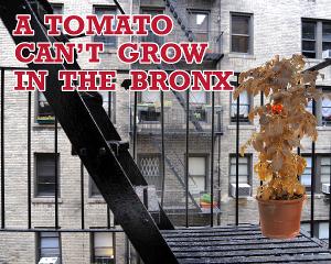 TOMATO CAN'T GROW IN THE BRONX Opens at Chain Theater Next Month 