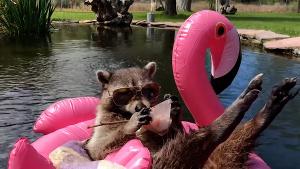 Confused Cockatoos, Pool Pooches, and More Are Up Next On World's Funniest Animals On The CW Image