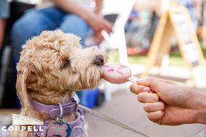 Dog Days Adoption Event and Fashion Show Comes to Coppell Arts Center  Image