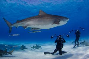 Harris Center For The Arts Presents NATIONAL GEOGRAPHIC LIVE! CORAL KINGDOMS AND EMPIRES OF ICE Image