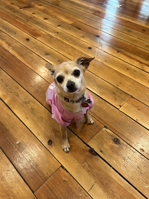 Starlight Casts Local Dogs To Star In LEGALLY BLONDE The Musical 