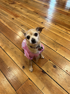 Starlight Casts Local Dogs To Star In LEGALLY BLONDE The Musical Image