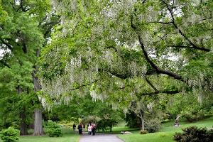 Brooklyn Botanic Garden Presents POWER OF TREES Image