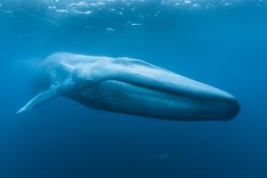 New Documentary Film BLUE WHALES: RETURN OF THE GIANTS To Premiere Autonation At The Museum Of Discovery And Science In January 