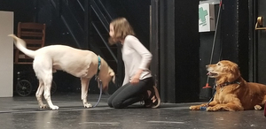 Three-Legged Therapy Dog To Make Stage Debut In ANNIE 