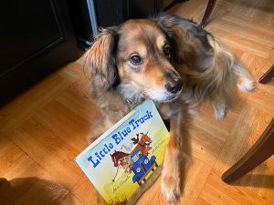 Bravo The Theatre Dog Does Digital With Virtual Story Times 