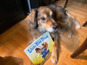 Bravo The Theatre Dog Does Digital With Virtual Story Times Image