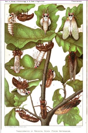 Theater of the Apes Presents NECROMANCERS OF THE PUBLIC DOMAIN: THE PERIODICAL CICADA  Image