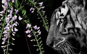 TIGERS IN THE WISTERIA Comes to Greater Manchester Fringe  Image