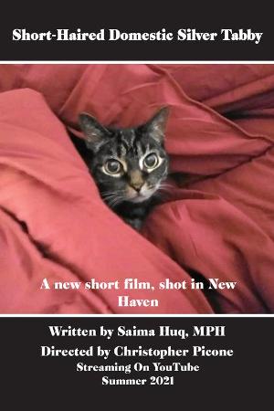 King Lahiri Productions Announces Filming Of SHORT-HAIRED DOMESTIC SILVER TABBY Image
