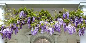 Horticulturist Louise Senior Hosts 'Signs Of Spring' Walk Image