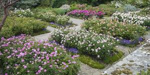 Renowned Rosarian Michael Marriott to Teach Rose Workshop Image