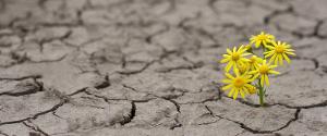 American Chamber Ensemble Presents MUSIC FOR RESILIENCE Online Concert Image
