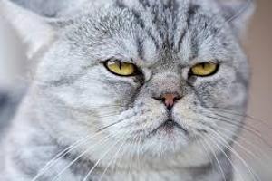 Theatre Rhinoceros Presents CATS! by John Fisher Image