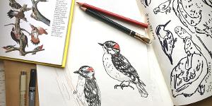 Morven Museum & Garden to Host Jersey Birds Illustration Classes With Erin Ellis  Image