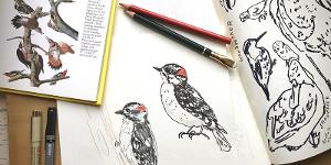 Morven Museum & Garden to Host Jersey Birds Illustration Classes With Erin Ellis Image