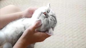 New York's Cat And Dog Film Festival Now Available Online Image