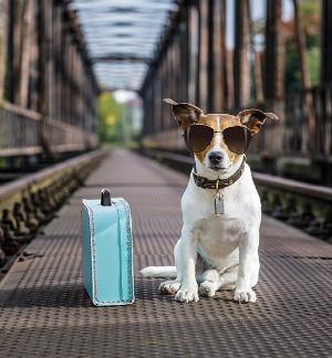 Victoria Yeates Leads THE DOG WALKER At Jermyn Street Theatre 