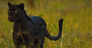 PURSUIT OF THE BLACK PANTHER With Nat Geo Live Announced At The Broad Stage 