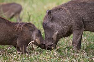 The McCoy Reschedules National Geographic Filmmaker Bob Poole In NATURE ROARS BACK to June 25 Image