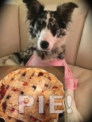 LIKAH! A Puppy Musical Releases Music Video And Home Activity Guide Image