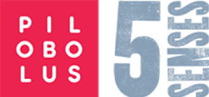 3rd Annual FIVE SENSES FESTIVAL Scheduled For Summer 2020 Image
