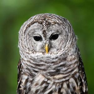 Have BRUNCH WITH THE BIRDS and Party Like An Animal Image