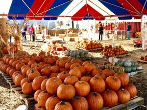 Mr. Jack O'Lanterns Pumpkin Patch To Open Amidst Coronavirus Pandemic Image