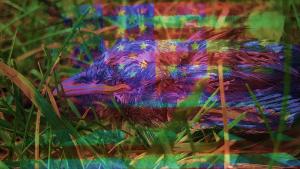 CCA Wattis Institute Presents JEFFREY GIBSON: NOTHING IS ETERNAL Image