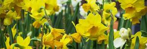 The Revels Presents SPRING SING: A Family Celebration Of The Vernal Equinox Image
