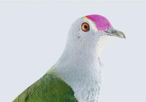 Manly Art Gallery & Museum Presents BIRDLAND Exhibition Image