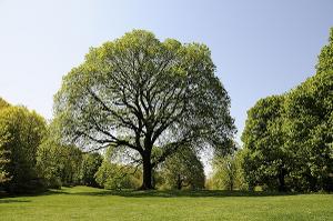 Creative Time Presents Kamala Sankaram's THE LAST STAND Public Sound Installation and Experimental Opera for Trees Image