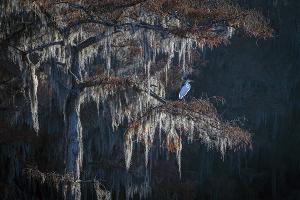 North Texas Asian Photographers To Exhibit At Eisemann Center Image