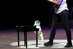 Segal Centre Will Present the World Premiere of SUPERDOGS: THE MUSICAL This Month 