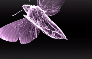 Artist Redell Olsen Collaborates With Scientists And Singers On DARE Prize Commission Image