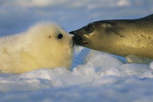 PB Photo Centre Presents LUMINOUS SEAS By Brian Skerry Through May 28 Image