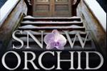 Snow Orchid